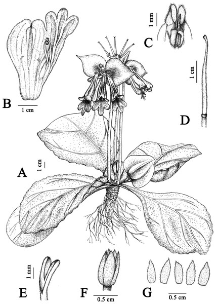 Illustration of Primulina davidioides sp. nov.