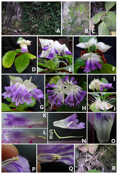 Photographs of Primulina davidioides sp. nov.