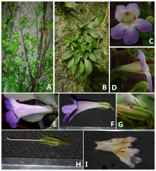 Photographs of Primulina hiemalis sp. nov.