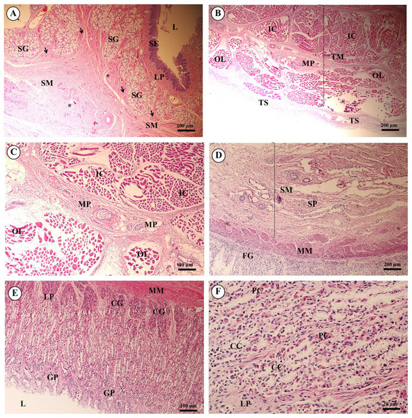 Light microscopy micrographs at different magnifications of the esophagus (A–C), cardiac, fundic and pyloric gland regions of the stomach (D–F).