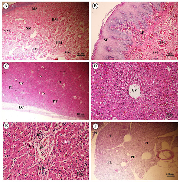 Light microscopy micrographs at different magnifications ofthe tongue (A, B), liver (C–E) and pancreas (F).