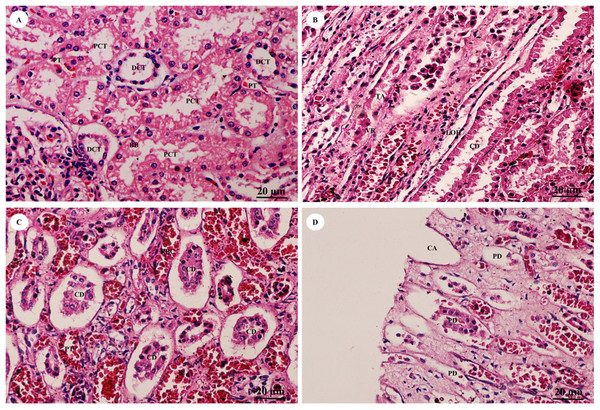 High magnification of histological sections of pars convoluta (A), pars radiata (B), collecting duct (C) and renal papilla (D).