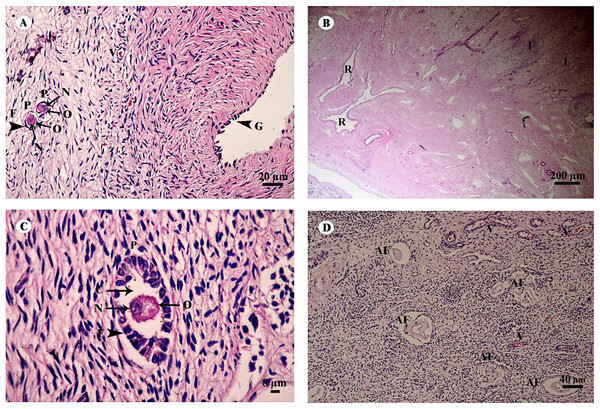 Low and high magnification of histological sections of the ovary (A–D).