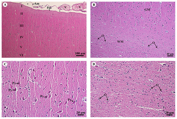 Light microscopy micrographs at different magnifications of the cerebrum (A–D).