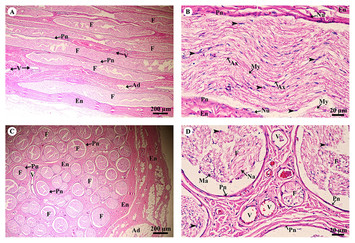 Histology of 24 organs from Asian elephant calves (Elephas maximus) [PeerJ]