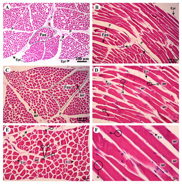 Histology of 24 organs from Asian elephant calves (Elephas maximus) [PeerJ]