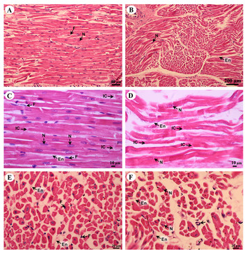 Histology of 24 organs from Asian elephant calves (Elephas maximus) [PeerJ]