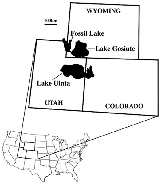 Map of the USA showing the location of the Green River lake system during the late early Eocene (∼52 Ma; from Ksepka & Clarke, 2010b; reprinted with permission of the authors).