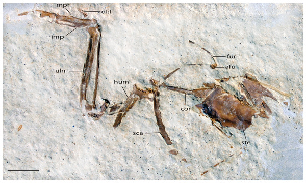 UWGM 40705, slab A, referred specimen of Zygodactylus grandei.