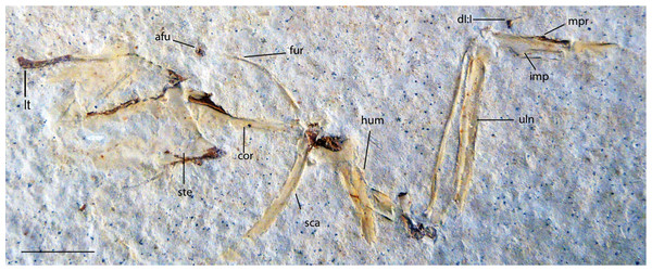 UWGM 40705, slab B, referred specimen of Zygodactylus grandei.