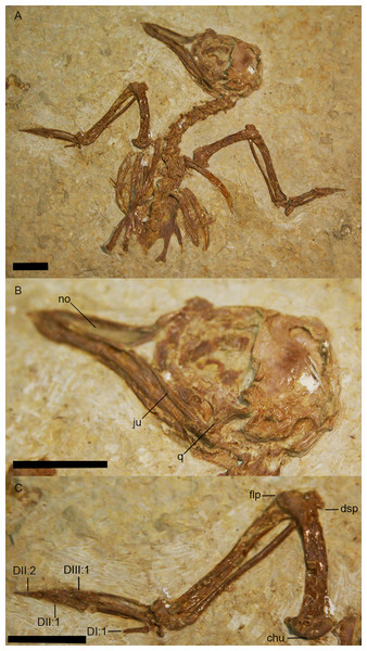 USNM 299821, holotype specimen of Eozygodactylus americanus (scale bar equals 1 cm).