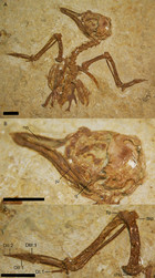 Systematics and phylogeny of the Zygodactylidae (Aves, Neognathae) with ...