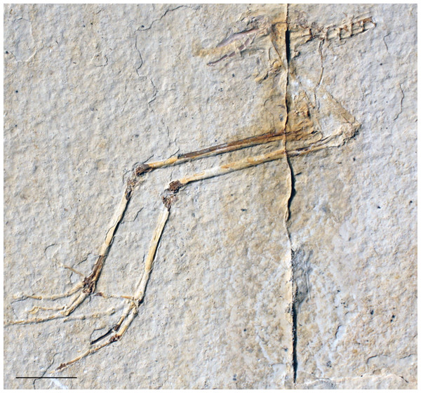 FMNH PA 770, slab B, tentatively referred to Eozygodactylus americanus.