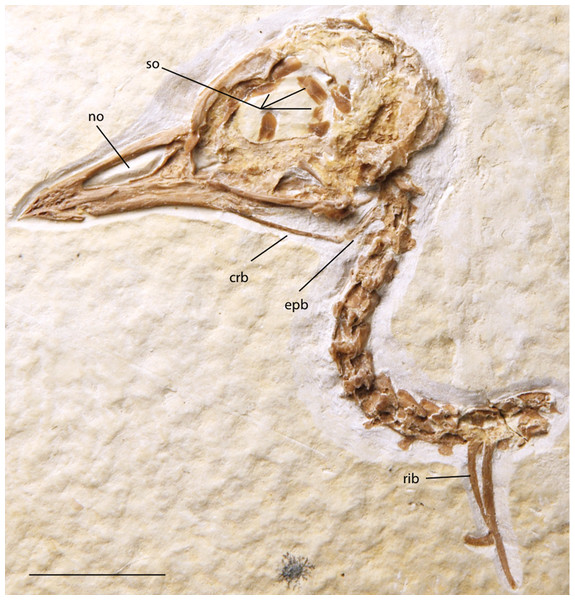 FMNH PA 757, referred to Zygodactylidae gen. et sp. indet.