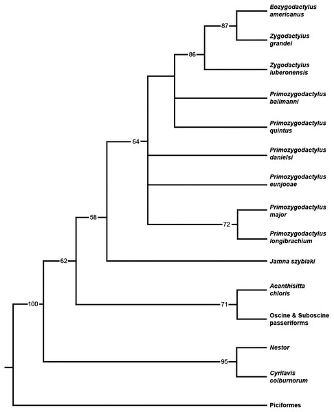 Phylogenetic hypothesis of Zygodactylidae.