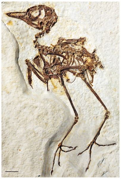 The holotype specimen of Zygodactylus grandei sp. nov. (FMNH PA 726) from the Green River Formation of Wyoming.