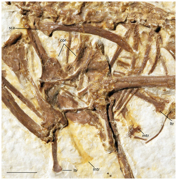 Pectoral girdle of FMNH PA 726, Zygodactylus grandei.