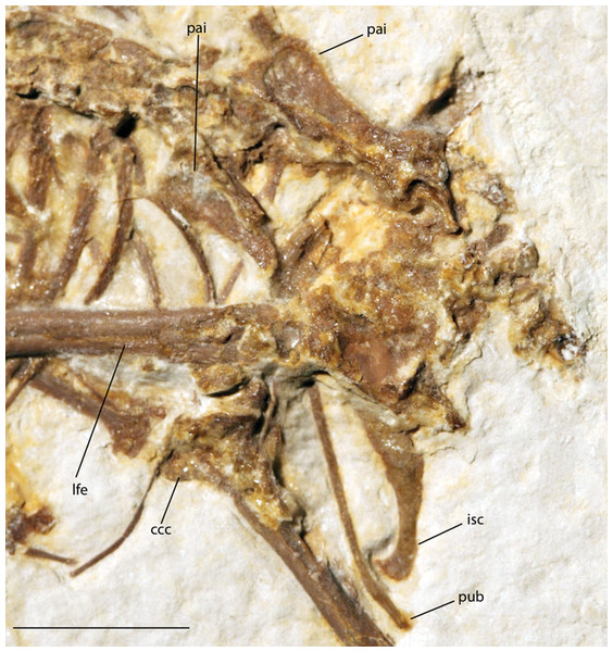 Pelvic girdle of FMNH PA 726, Zygodactylus grandei.