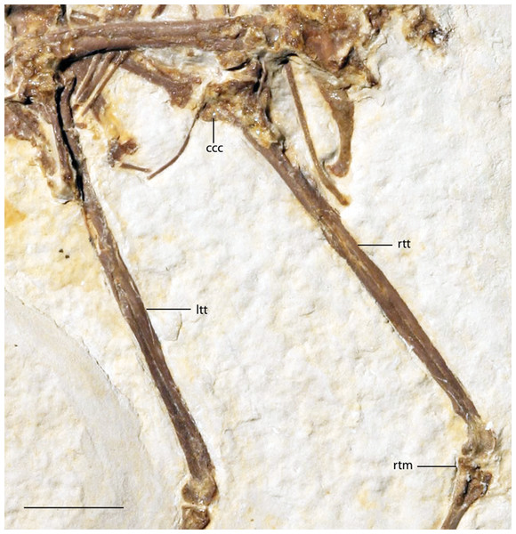 Tibiotarsi of FMNH PA 726, Zygodactylus grandei.