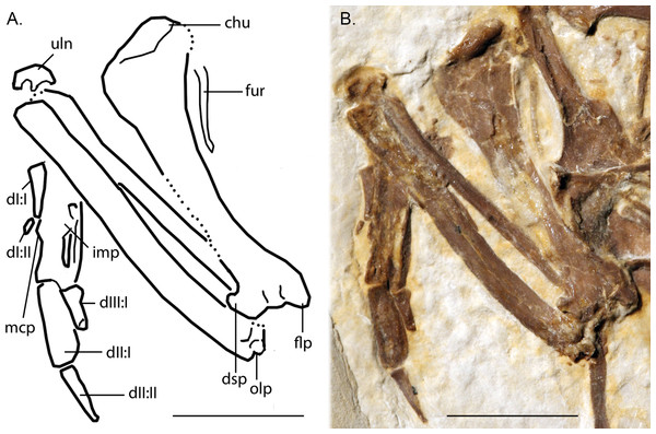 Line-drawing and photo of the left forelimb of FMNH PA 726, Zygodactylus grandei.