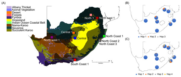 South African maps providing sampling locality information and haplotype frequencies for the two TLR loci.
