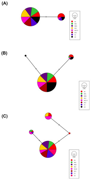 The minimum spanning haplotype networks estimated for the three gene regions sequenced in the current study.