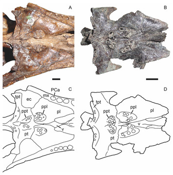 Gorgonopsian therapsids (Nochnitsa gen. nov. and Viatkogorgon) from the ...