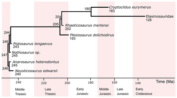 Phylogenetic relationships, divergence times, and ages of the eosauropterygians investigated in this study.