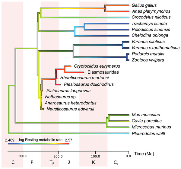 Measured and estimated mass-specific resting metabolic rate (RMR) in log mL O2 h−1 g−0.67 mapped color-coded on a phylogenetic tree.
