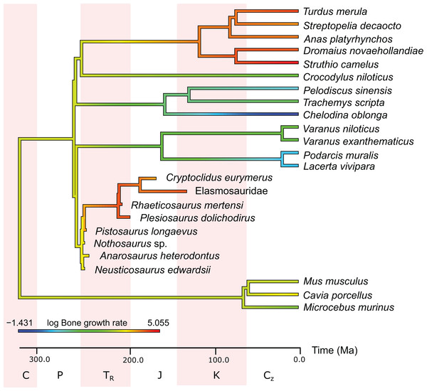 Measured and estimated bone apposition rate in log μm/day mapped color-coded on a phylogenetic tree.