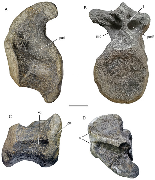 Anterior caudal vertebra of a giant megalosaurid from the Vega Formation, MUJA-1913.