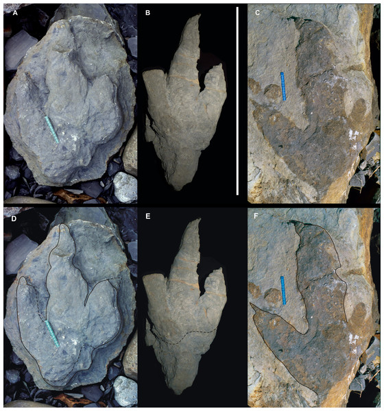 Giant Asturian Jurassic footprints, strongly mesaxonic (Morphotype B).