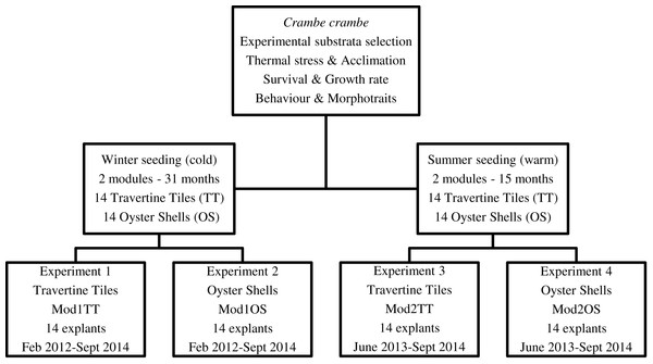 Flow chart of short-, medium-, and long-term experiments on Crambe crambe mariculture based on sustainable approaches in very shallow water (Capo Caccia–Isola Piana MPA, Sardinian Sea).