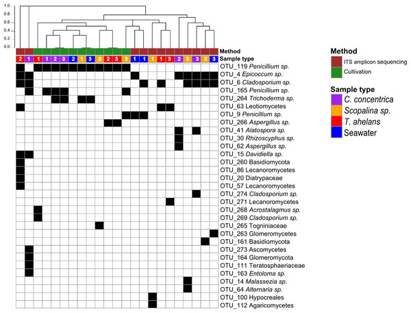 Presence (black)-absence (white) map of the fungal OTUs obtained from ITS-amplicon sequencing (brown) and cultivation (green) for samples (biological triplicates) collected in 2014.