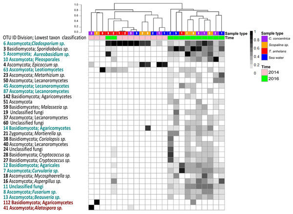 Heatmap of “resident/core” sponge fungal communities, with OTUs only found in seawater removed.