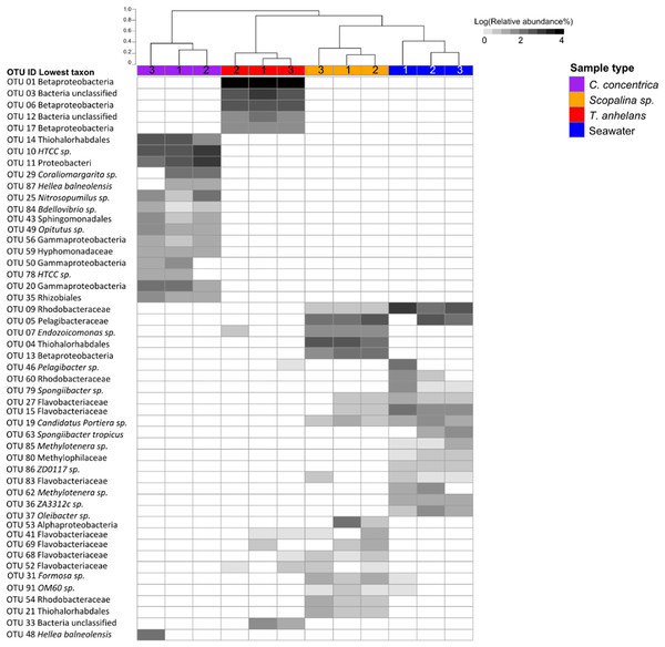 Heatmap of the bacterial community composition based on 16S rRNA gene sequences for the sponge samples collected in 2014.