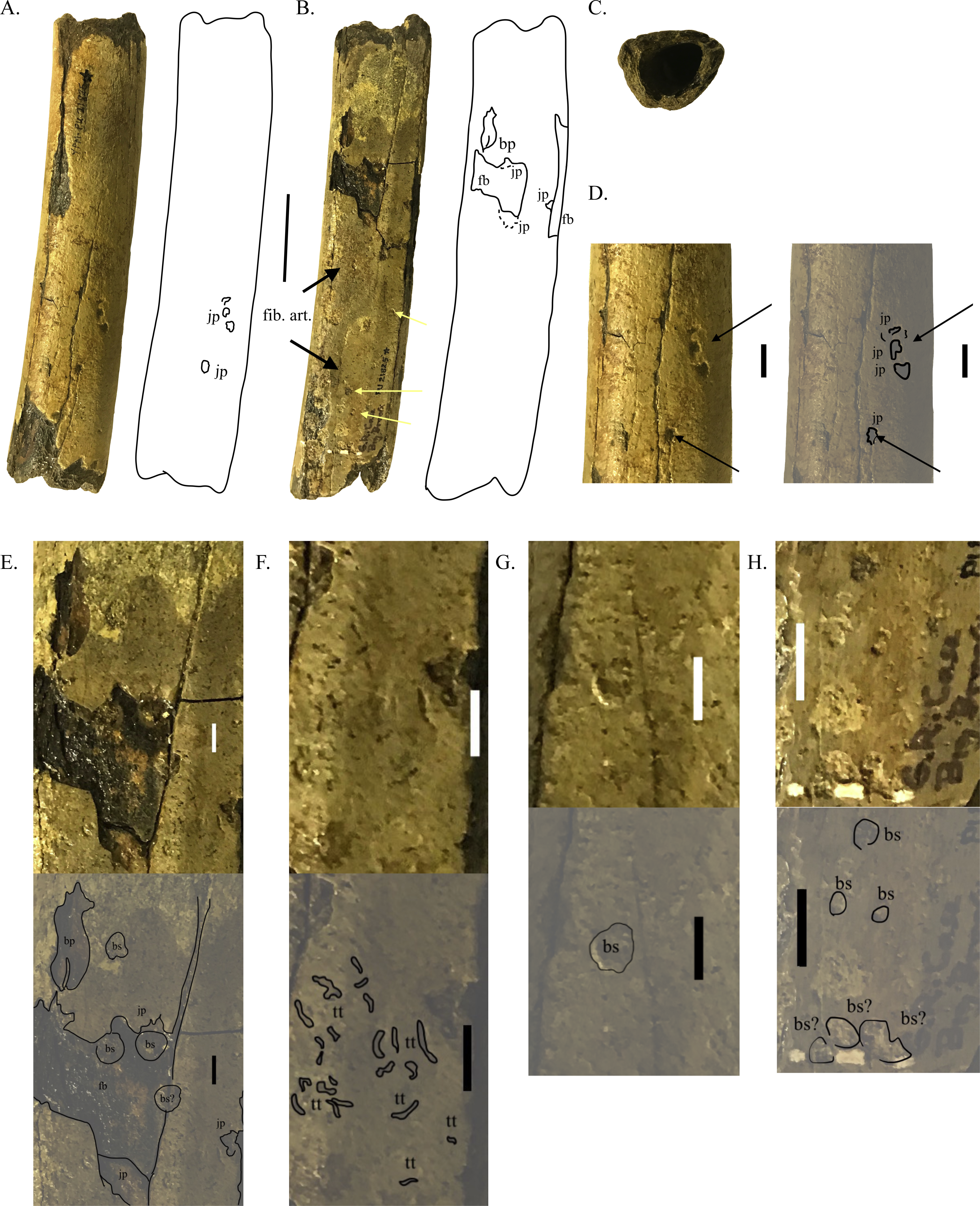 Trace fossils on dinosaur bones reveal ecosystem dynamics along the coast  of eastern North America during the latest Cretaceous [PeerJ]