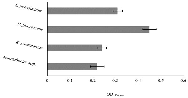 Values of OD570 nm as a measure of bacterial adhesion on PS during 2 h.