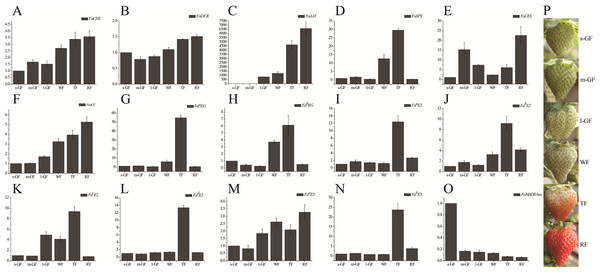 Expression profile of candidate genes during different fruit development and ripening stages in qRT-PCR.