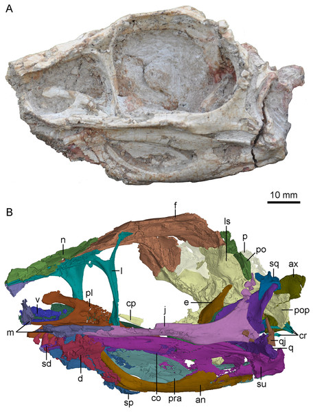 Skull and mandibles of PMOL-AD00102 in left lateral view.