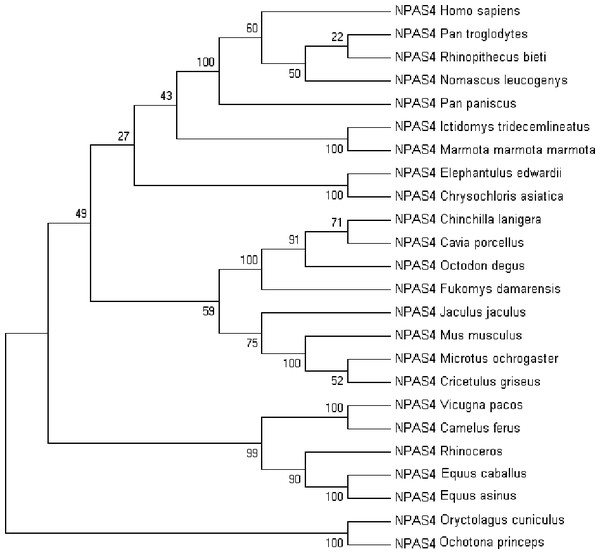 The phylogenetic tree of human Npas4 generated by NJ method with 1,000 bootstrap value.