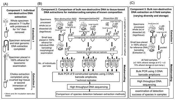 Diagram of the workflow for testing the success of non-destructive DNA extraction.