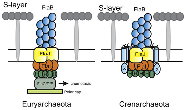 Current models of the euryarchaeal and crenarchaeal archaellum motor complex.