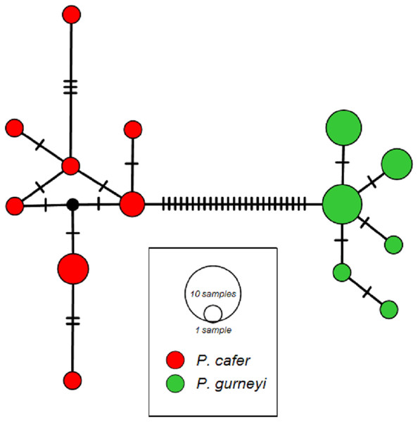 ND2 haplotype networks for Cape and Gurney’s Sugarbirds.