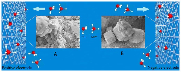 Schematic show of the movement of zeolite particles in NH3-N solution towards the electrodes.