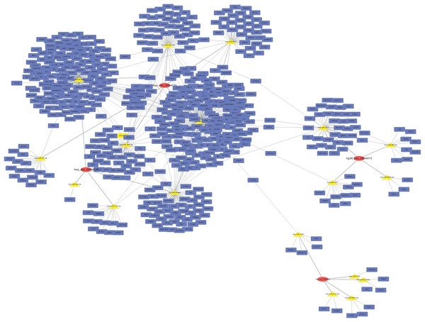 CircRNA–miRNA–target gene interaction network.