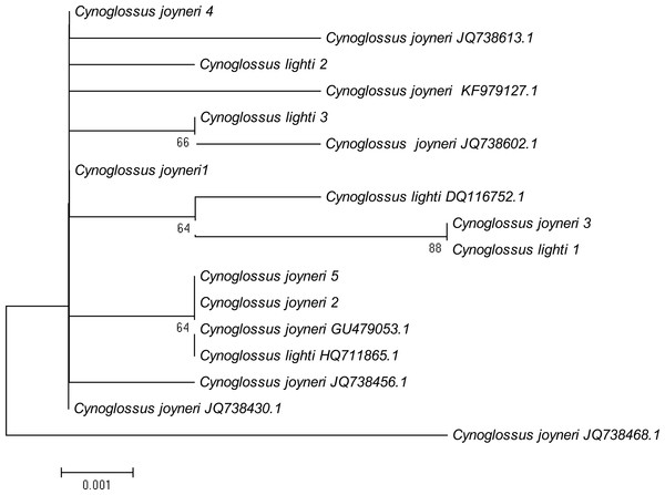 NJ tree using K2P distances of COI sequences of Cynoglossus joyneri and Cynoglossus lighti.