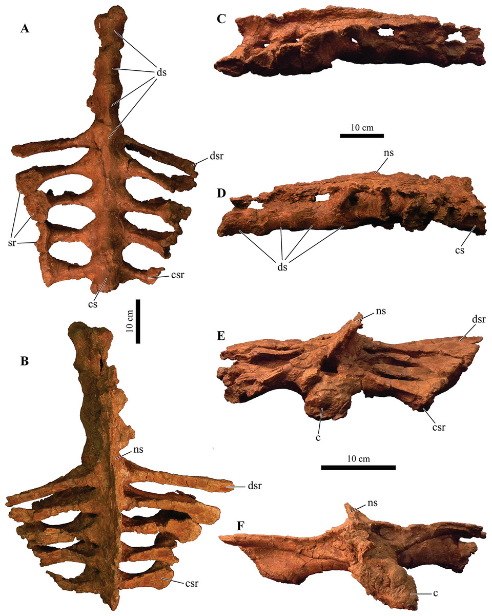 A new southern Laramidian ankylosaurid, Akainacephalus johnsoni gen. et ...