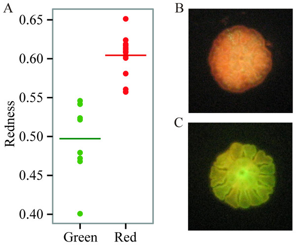 Variation in juvenile fluorescence.