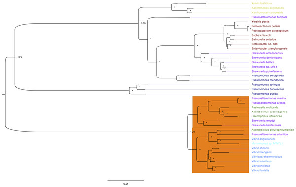 Phylogeny of TS for selected Gammaproteobacterias.